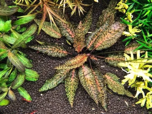 Cryptocoryne nurii var. raubensis 'Rosen Maiden' - Imagem 4