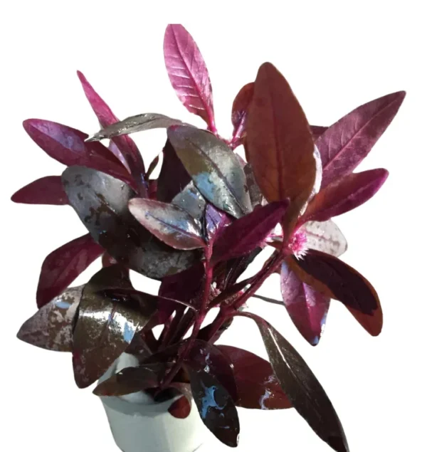 Alternanthera sessilis