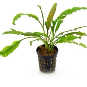 Cryptocorine Crispatula Balansae