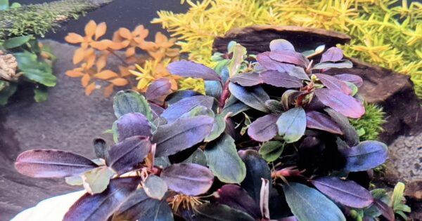 Bucephalandra Brownie Midnight Blue - Imagem 2