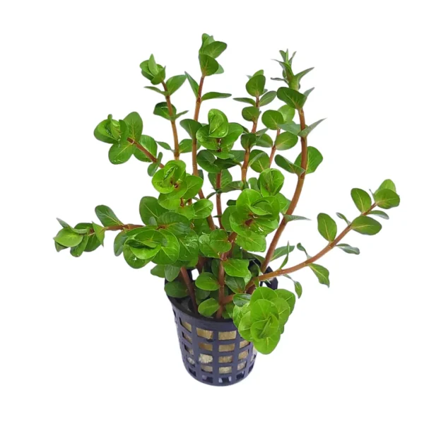 Rotala sp. Pink