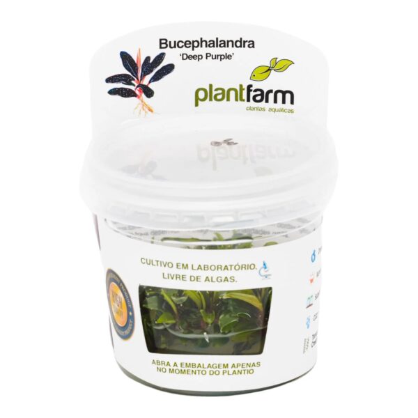 Bucephalandra Deep Purple in vitro Plantfarm - Imagem 2