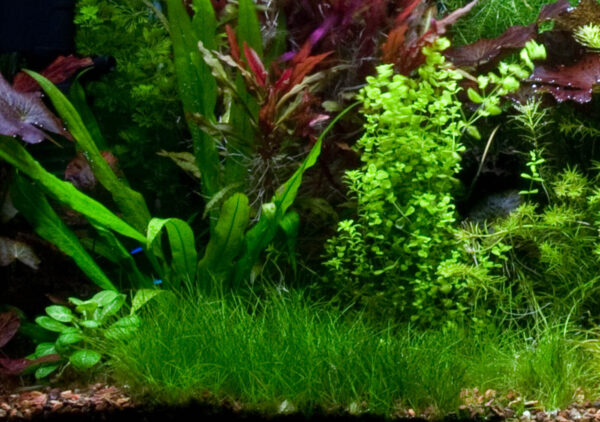Eleocharis Parvula - Imagem 2
