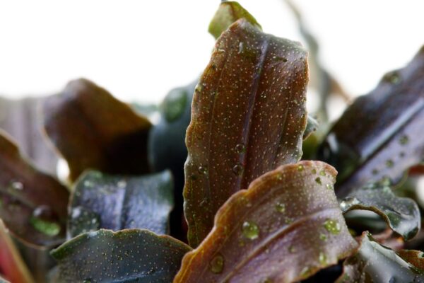 Bucephalandra Kedagang - Imagem 3