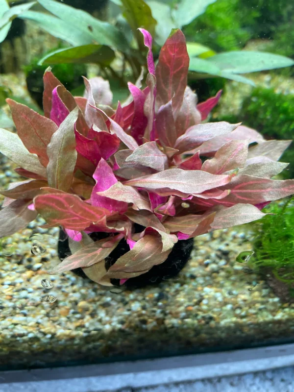 Alternanthera reineckii variegata - Imagem 2