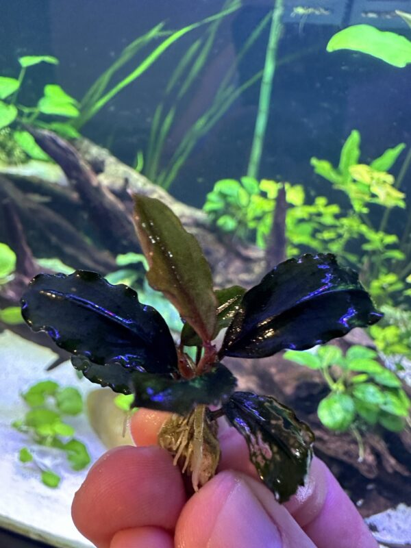 Bucephalandra Brownie Phoenix - Imagem 2