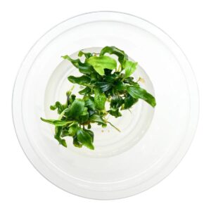 Bucephalandra sp. 'Navy Green' In vitro