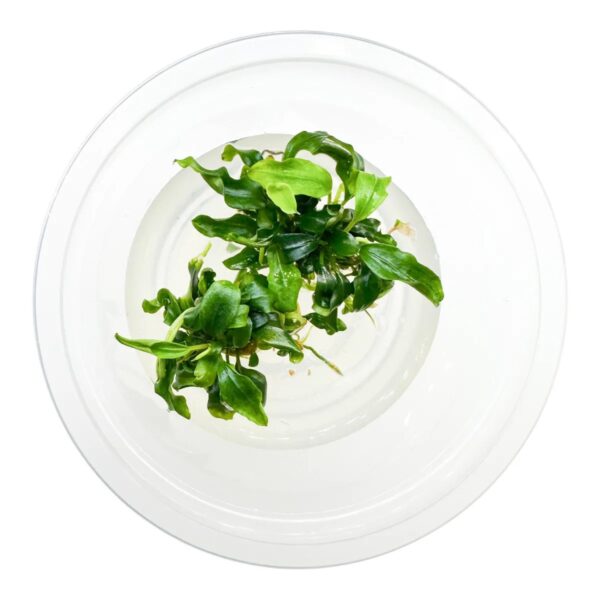 Bucephalandra sp. 'Navy Green' In vitro