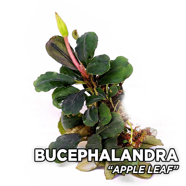 Bucephalandra sp. Apple Leaf