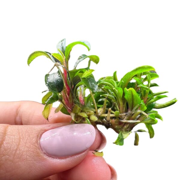 Bucephalandra Red Phantom in vitro Plantfarm - Imagem 3