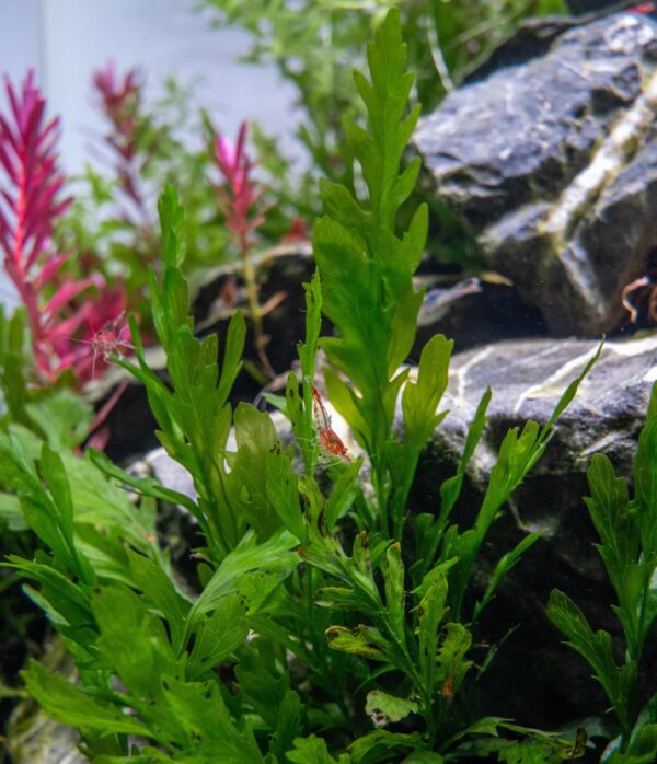 Bolbitis heudelotii (Samambaia africana) - Imagem 3