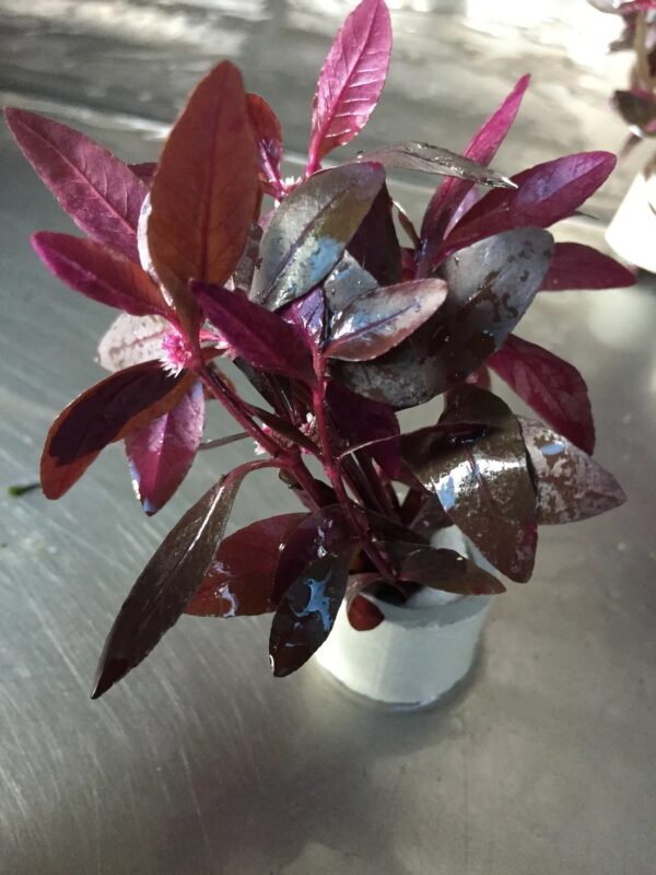 Alternanthera sessilis - Imagem 3