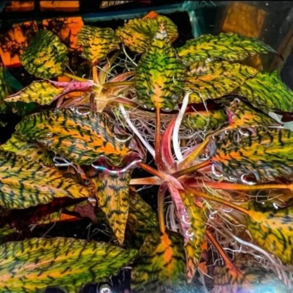 Cryptocoryne nurii var. raubensis 'Rosen Maiden' - Imagem 3