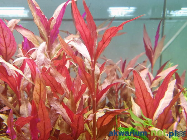 Alternanthera reineckii 'Splendida' - Imagem 2