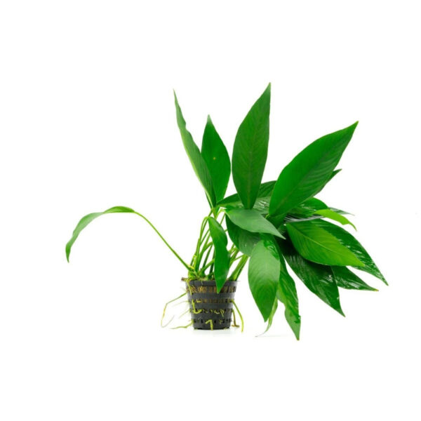 Anubias Congensis - Imagem 4