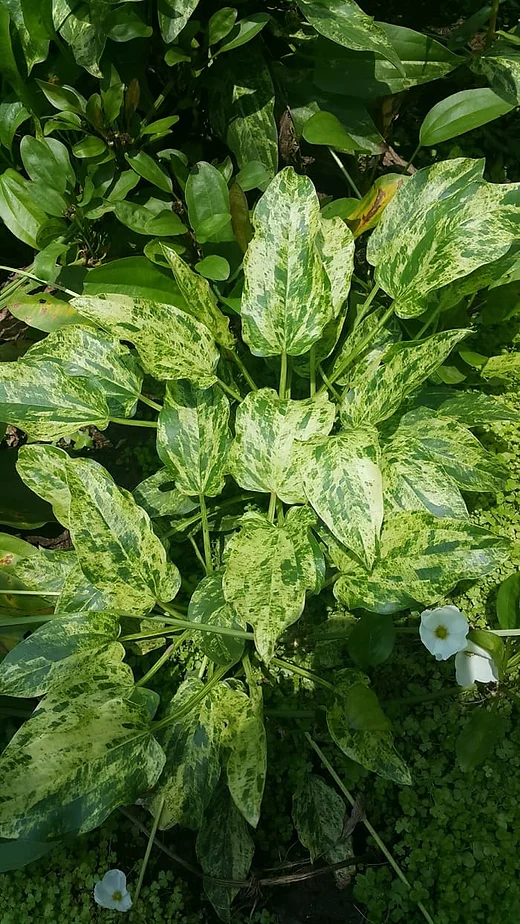 Echinodorus cordifolius “Marble Queen”