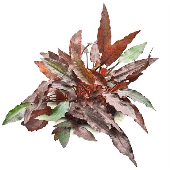 Cryptocoryne Beckett