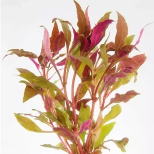 Alternanthera reineckii 'Splendida'