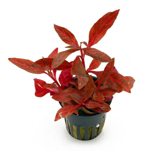 Alternanthera Reineckii (Mini)