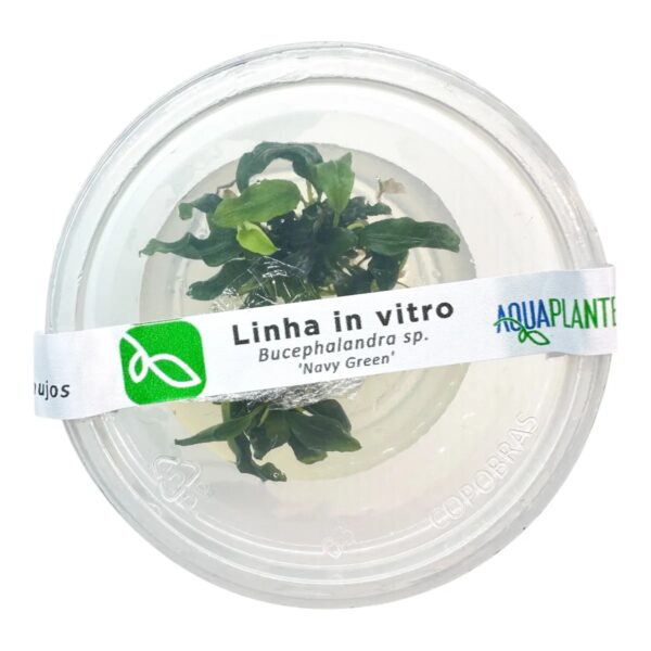 Bucephalandra sp. 'Navy Green' In vitro - Imagem 2