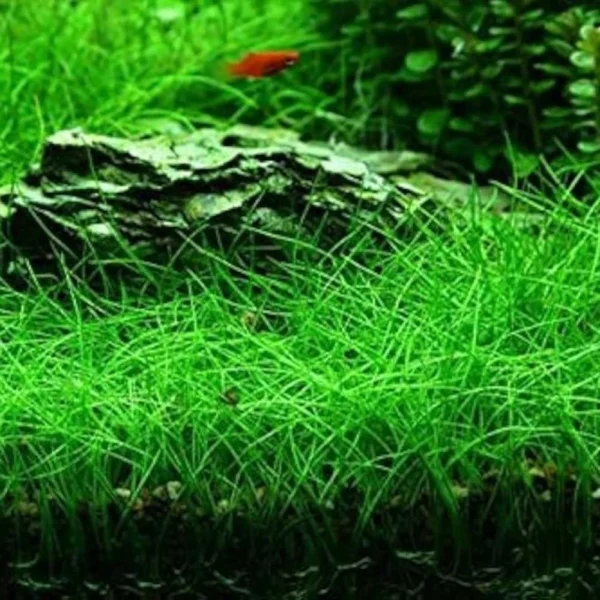 Eleocharis Parvula - Imagem 3