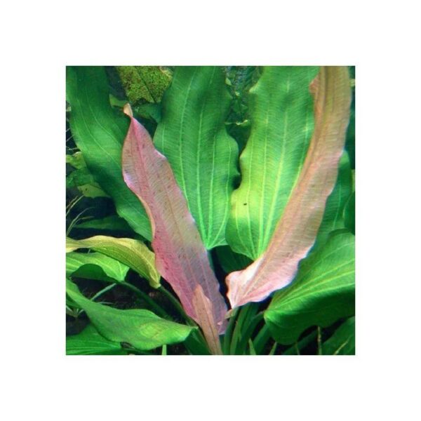 Echinodorus Gabrielli Tricolor - Imagem 2