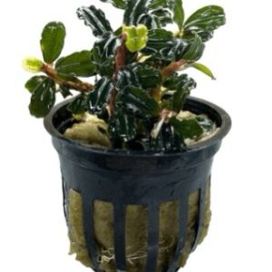 Bucephalandra sp. Neo Amanda