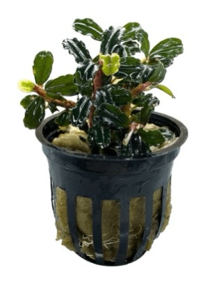 Bucephalandra sp. Neo Amanda
