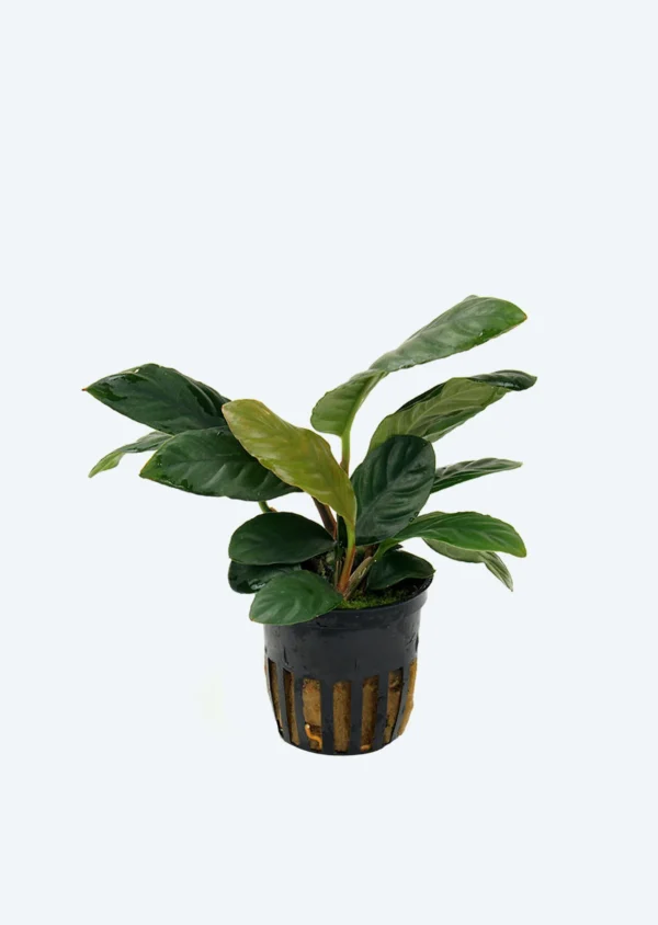 Anubia barteri var. coffeefolia - Imagem 4