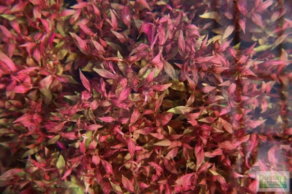 Alternanthera Reineckii (Mini) - Imagem 2