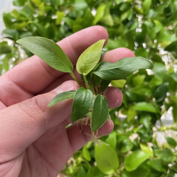 Anubia barteri var. Petite Golden - Imagem 3