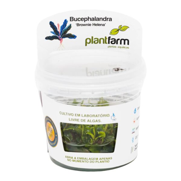 Bucephalandra Brownie Helena in vitro Plantfarm - Imagem 2