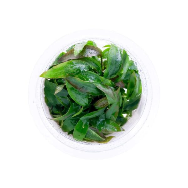 Cryptocoryne thwaitesii 'Kirindoya Brown' - Imagem 3