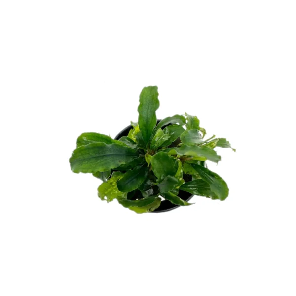 Bucephalandra sp. Sintang - Imagem 2
