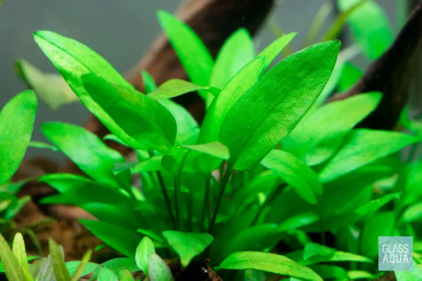 Cryptocoryne Green Gecko - Imagem 2