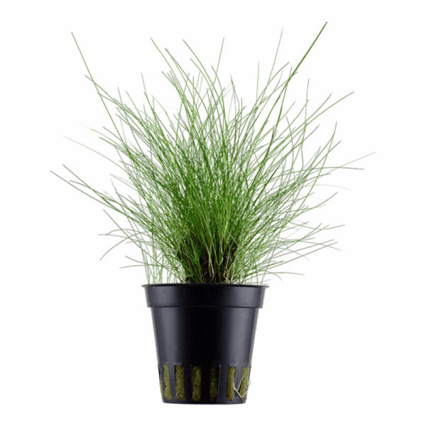 Eleocharis Parvula - Imagem 4