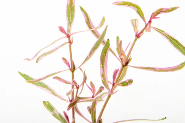 Hygrophila lancea “chai” - Imagem 5