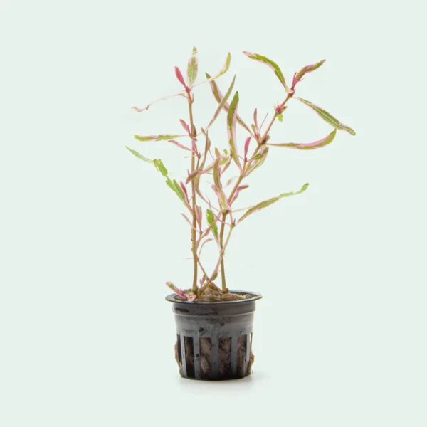 Hygrophila lancea “chai”