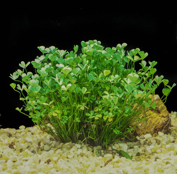 Marsilea quadrifolia (Trevo da Sorte / Trevo 4 Folhas) - Imagem 3