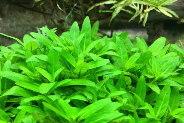 Staurogyne Repens - Imagem 3