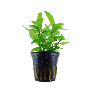 Staurogyne Repens