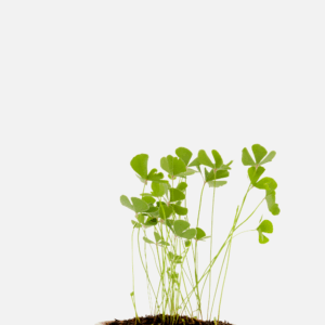 Marsilea quadrifolia (Trevo da Sorte / Trevo 4 Folhas)