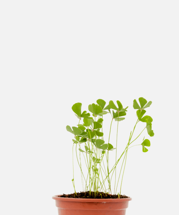 Marsilea quadrifolia (Trevo da Sorte / Trevo 4 Folhas)
