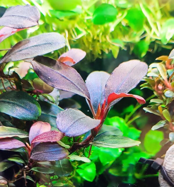 Bucephalandra Brownie Midnight Blue - Imagem 3