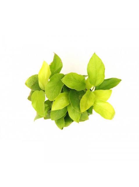 Anubia barteri var. Petite Golden