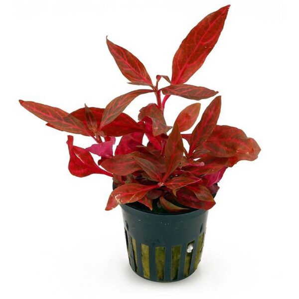 Alternanthera reineckii variegata