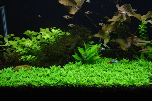 Staurogyne Repens - Imagem 2