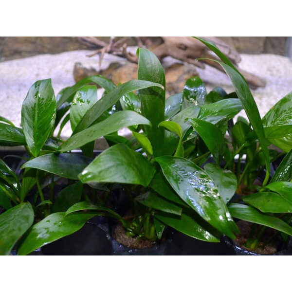 Anubias Congensis - Imagem 5