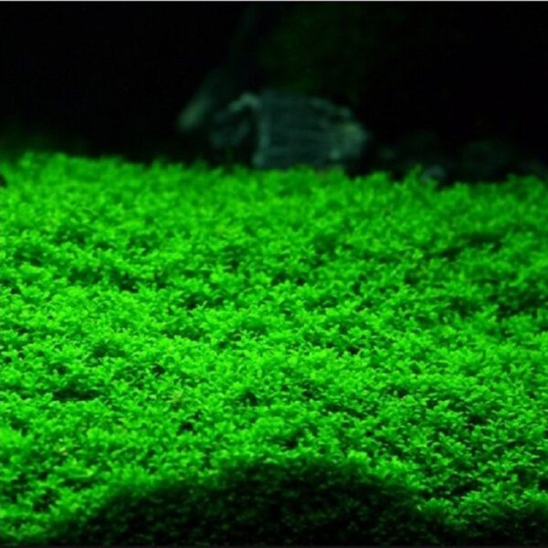 Hemianthus Callitrichoides Cuba - Imagem 2