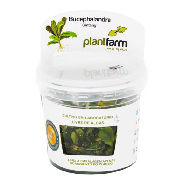 Bucephalandra sp. Sintang in vitro Plantfarm - Imagem 2